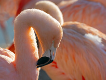 Chilean Flamingo (Phoenicopterus Chilensis) Preening Portrait Captive. 
