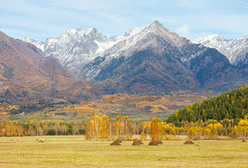 Wall Mural - beautiful rural autumn landscape with yellowed meadows and haystacks against background of snowy eas