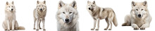 Arctic Wolf Collection (sitting, Standing, Portrait, Side View, Lying), Animal Bundle Isolated On A White Background As Transparent PNG