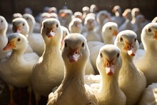 Healthy Ducks In The Coop, Livestock Industry, Poultry Raising. Generative Ai