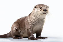 European Small Clawed Otter (Lutra Lutra)