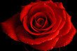 Makro kwiat, czerwona róza