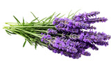 Fototapeta  - Colorful Attractive lavender in Portrait Isolated on White Transparent Background.