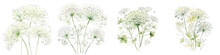 Queen Annes Lace  Botanical View On A Clean White Background Soft Watercolour Transparent Background