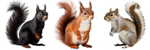 Squirrel Collection (red, Brown Grey, Black), Animal Bundle Isolated On A White Background As Transparent PNG