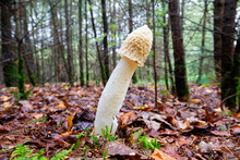 Close Up Of A Common Stinkhorn, Phallus Impudicus, Growing On A Nutrient-poor Sandy Forest Floor Covered With Dried Brown Beech Leaves