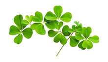 Four Leaf Clover Isolated On Transparent Background Cutout