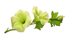 Green Flower Isolated On Transparent Background Cutout