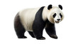 giant panda bear isolated on transparent background cutout