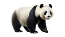 Giant Panda Bear Isolated On Transparent Background Cutout