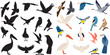 © zolotons - set of birds of different breeds, on a white background, vector