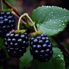Juicy And Delicious Blackberries. Great For Stories On Healthy Living, Agriculture, Lifestyle, Food, Cooking, Baking And More.