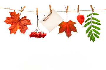 Wall Mural - autumn leaves on a white background