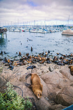 Seals And Sea Lions Bask Along The Shores Of Monterey In California.