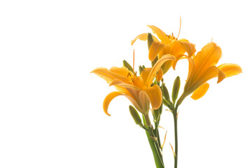 Poster - bouquet of beautiful yellow lilies, on white background.