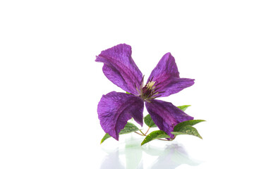 Wall Mural - Purple beautiful single Clematis flower on a white background.