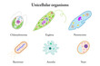 © Marina - Unicellular organisms. Chlamydomonas, Euglena, Paramecium, Bacterium, Amoeba, Yeast.