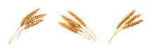 An Ear Of Wheat On A Transparent Background