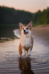 dog on the beach