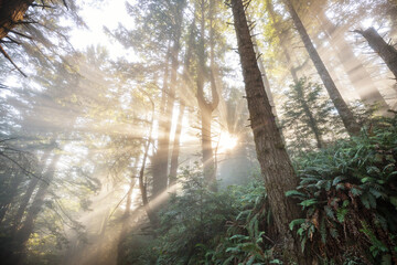 Canvas Print - Sunny beams