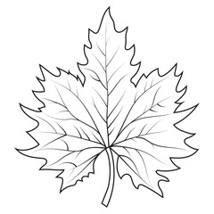Wall Mural - Contour drawing of a maple leaf. Autumn leaf