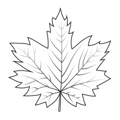 Wall Mural - Contour drawing of a maple leaf. Autumn leaf