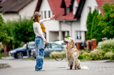 Sticker - Preteen girl teaching golden retriever dog walking at city street. Pretty child kid with purebred pet doggy outdoors