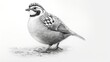  a pencil drawing of a small bird on a white background.  generative ai