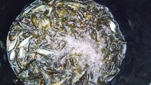 Lots Of Small Pangasius Fish Fingerling Seed In Bucket For Stocking In Pond