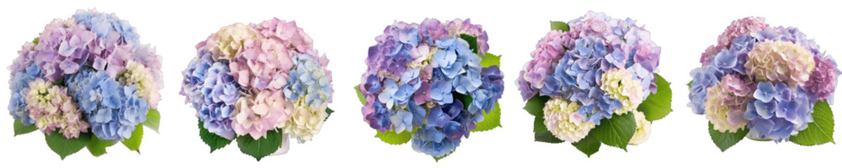 Wall Mural - Large flower arrangement or bouquet with many hydrangeas isolated on transparent background generative ai