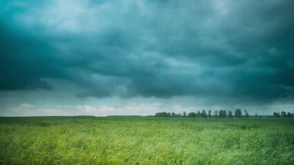Poster - Storm Clouds Above young spring green wheat Field. Time Lapse, Timelapse, Time-lapse. 4K Agricultural And Weather Forecast Concept. water Rain drops on camera or screen. Cloudy Rainy Sky. Dramatic Sky