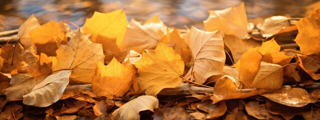 Canvas Print - Golden leaves blanket earth, whispering secrets of nature's transformation.