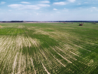 Wall Mural - Crop shoots in the field, aerial view. Agricultural landscape in the spring.