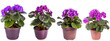 Large house african violets plant in modern pot or vase isolated on transparent background generative ai