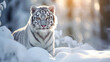 A curious little tiger explores the snow amidst a winter scene. Cute little tiger in snow white landscape under daylight. Scene of the magic and delicacy of the season.