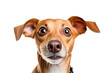 shocked dog pet surprised and scared, png file of isolated cutout object on transparent background.