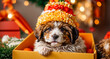 Cute dog gift box