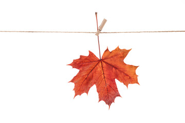 Wall Mural - maple leaf isolate on white