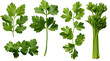 Mediterranean herbs and spices: set of fresh, healthy parsley leaves, twigs, and a small bunch isolated over a transparent background, cooking, food or diet design elements, PNG