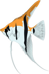 Wall Mural - Pterophyllum scalare Sailfins, freshwater angelfish aquatic animal graphic illustrations aquarium fish