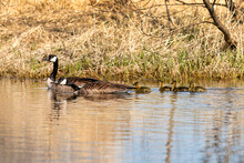 Canada Geese ( Branta Canadensis) With Goslings On The Lake 