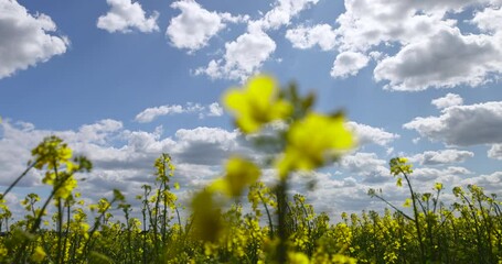 Wall Mural - blooming with beautiful yellow rapeseed flowers in sunny weather, an agricultural field with rapeseed in sunny spring weather