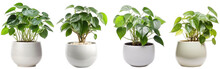 Large House Chinese Money Plant In Modern Pot Or Vase Isolated On Transparent Background Generative Ai