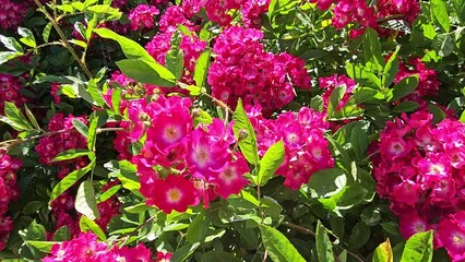 Wall Mural - musk rose hybrid with beautiful bright crimson flowers, close-up