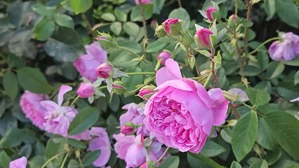 Wall Mural - branches of beautiful delicate pink roses swaying in the wind, close-up
