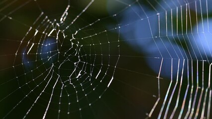 Spider web zoom out closeup.