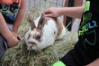 Rabbit (bunny) at petting zoo
