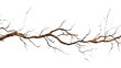 tree branches on a transparent background 