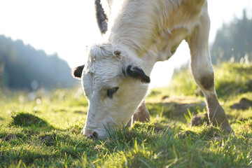 Wall Mural - close up of a grazing white and black cow in the sunlight