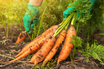 Wall Mural - Farmer hands harvesting fresh growing carrot on garden bed close up. Digging up dirty organic carrots harvest on soil ground in garden